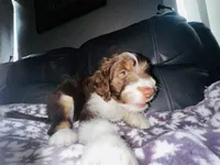 Jolene, a female Aussiedoodle for sale in Florence, AZ – 3 of 10