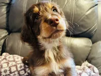 Rose, a female Aussiedoodle for sale in Florence, AZ – 4 of 10
