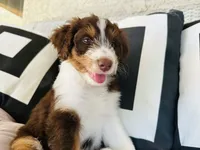 Domino, a male Aussiedoodle for sale in Florence, AZ – 2 of 10