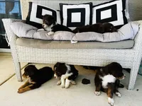 Jolene, a female Aussiedoodle for sale in Florence, AZ – 8 of 10