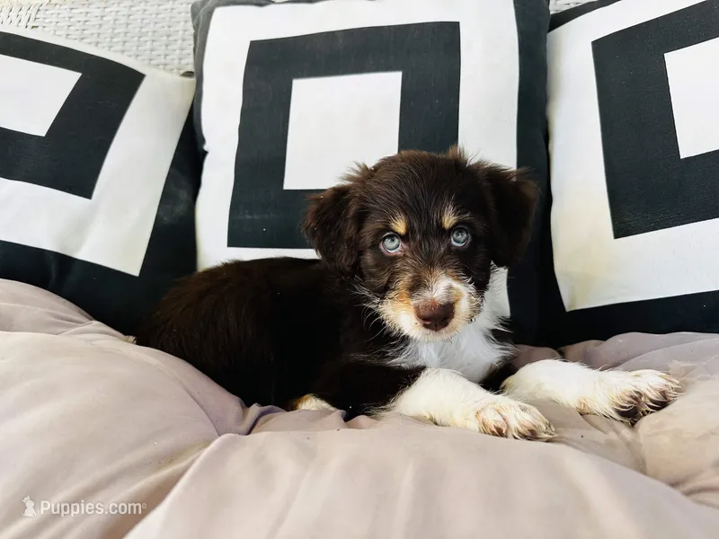Chichi – Aussiedoodle puppy for sale in Florence, AZ