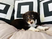 Chichi, a female Aussiedoodle for sale in Florence, AZ – 2 of 10