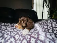 Batman, a male Aussiedoodle for sale in Florence, AZ – 3 of 10