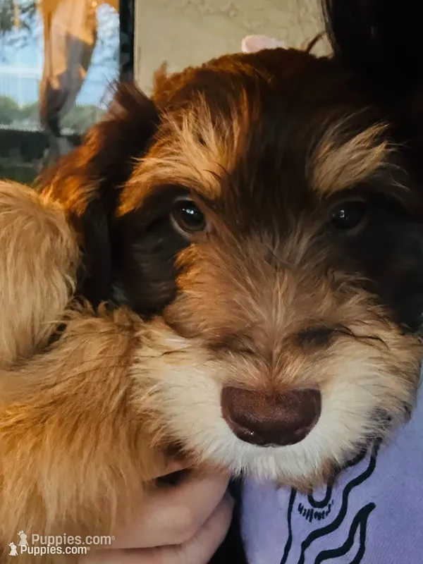T-Wrex – Aussiedoodle puppy for sale in Florence, AZ