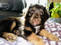 Chubs, son of bubs, a male Aussiedoodle for sale in Florence, AZ – 6 of 10