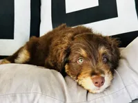 Professor X, a male Aussiedoodle for sale in Florence, AZ – 6 of 10