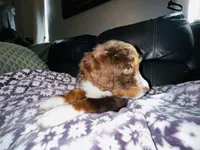 Batman, a male Aussiedoodle for sale in Florence, AZ – 6 of 10
