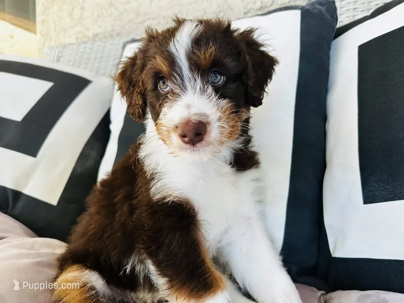 Domino – Aussiedoodle puppy for sale in Florence, AZ