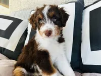 Domino, a male Aussiedoodle for sale in Florence, AZ – 4 of 10