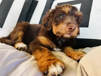 Luna, a female Aussiedoodle for sale in Florence, AZ – 6 of 10