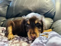 Rose, a female Aussiedoodle for sale in Florence, AZ – 5 of 10