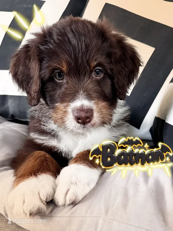 Batman – Aussiedoodle puppy for sale in Florence, AZ