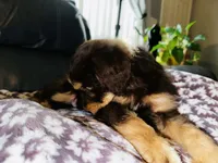 T-Wrex, a male Aussiedoodle for sale in Florence, AZ – 2 of 10