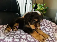 T-Wrex, a male Aussiedoodle for sale in Florence, AZ – 6 of 10