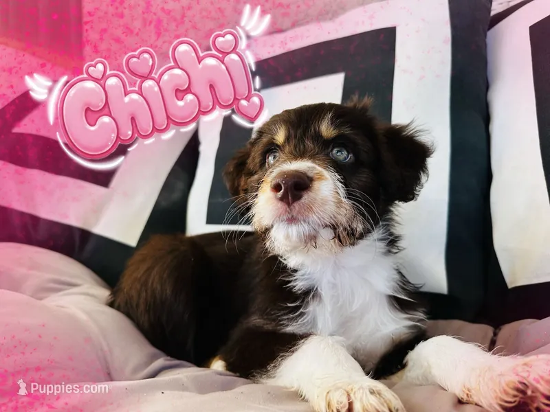 Chichi – Aussiedoodle puppy for sale in Florence, AZ
