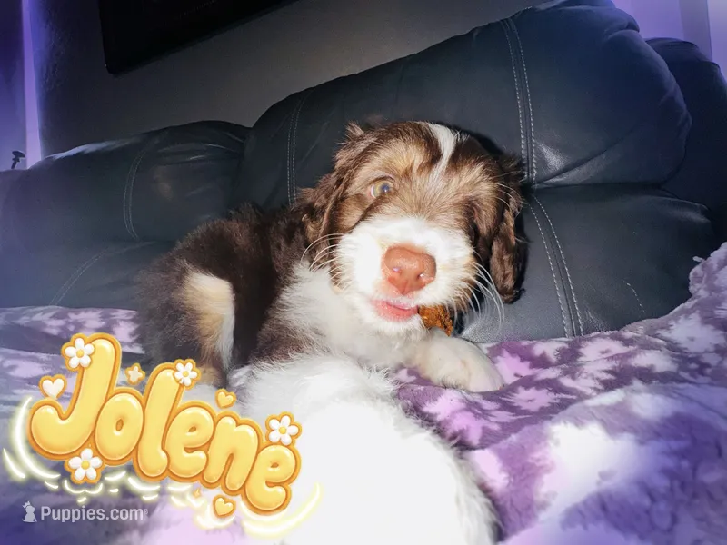 Jolene – Aussiedoodle puppy for sale in Florence, AZ