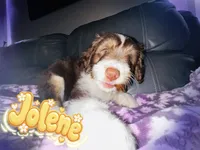 Jolene, a female Aussiedoodle for sale in Florence, AZ – 1 of 10