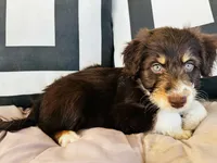 Chichi, a female Aussiedoodle for sale in Florence, AZ – 5 of 10
