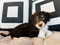 Chichi, a female Aussiedoodle for sale in Florence, AZ – 4 of 10