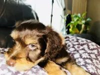 T-Wrex, a male Aussiedoodle for sale in Florence, AZ – 4 of 10