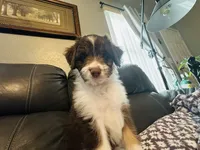Jolene, a female Aussiedoodle for sale in Florence, AZ – 5 of 10