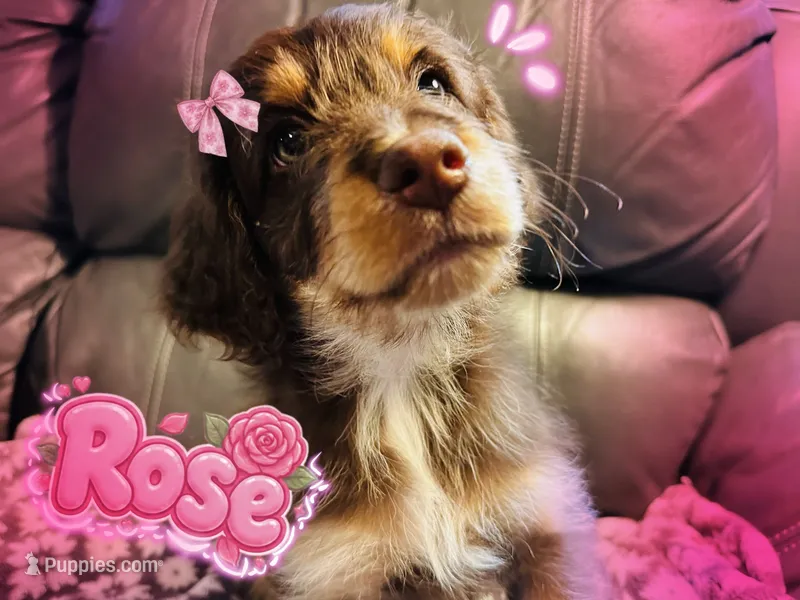 Rose – Aussiedoodle puppy for sale in Florence, AZ