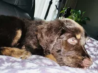 Chubs, son of bubs, a male Aussiedoodle for sale in Florence, AZ – 5 of 10