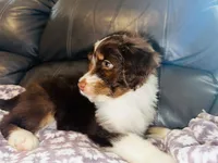 Jolene, a female Aussiedoodle for sale in Florence, AZ – 2 of 10
