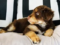 Professor X, a male Aussiedoodle for sale in Florence, AZ – 5 of 10