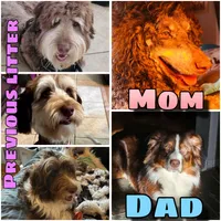 T-Wrex, a male Aussiedoodle for sale in Florence, AZ – 9 of 10