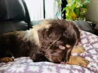 Chubs, son of bubs, a male Aussiedoodle for sale in Florence, AZ – 2 of 10