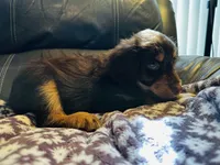 Rose, a female Aussiedoodle for sale in Florence, AZ – 6 of 10