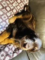 Rose, a female Aussiedoodle for sale in Florence, AZ – 7 of 10