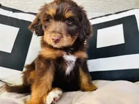 Luna, a female Aussiedoodle for sale in Florence, AZ – 3 of 10
