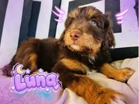 Luna, a female Aussiedoodle for sale in Florence, AZ – 1 of 10