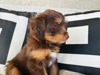 Luna, a female Aussiedoodle for sale in Florence, AZ – 7 of 10