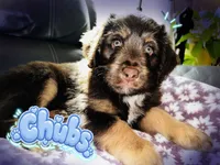Chubs, son of bubs, a male Aussiedoodle for sale in Florence, AZ – 1 of 10