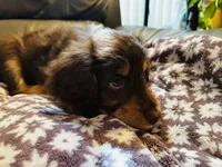 Rose, a female Aussiedoodle for sale in Florence, AZ – 2 of 10