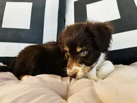 Chichi, a female Aussiedoodle for sale in Florence, AZ – 6 of 10
