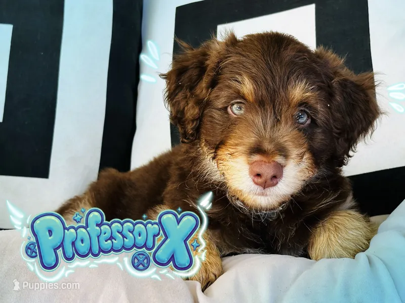 Professor X – Aussiedoodle puppy for sale in Florence, AZ