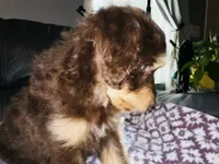 T-Wrex, a male Aussiedoodle for sale in Florence, AZ – 3 of 10