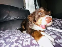 Batman, a male Aussiedoodle for sale in Florence, AZ – 4 of 10