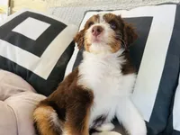 Domino, a male Aussiedoodle for sale in Florence, AZ – 5 of 10