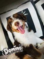 Domino, a male Aussiedoodle for sale in Florence, AZ – 1 of 10