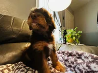 Luna, a female Aussiedoodle for sale in Florence, AZ – 5 of 10