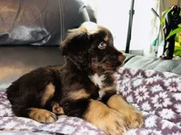 Chubs, son of bubs, a male Aussiedoodle for sale in Florence, AZ – 3 of 10