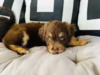 Professor X, a male Aussiedoodle for sale in Florence, AZ – 2 of 10