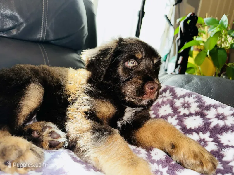 Chubs – Aussiedoodle puppy for sale in Florence, AZ