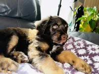 Chubs, son of bubs, a male Aussiedoodle for sale in Florence, AZ – 4 of 10