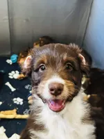 Batman, a male Aussiedoodle for sale in Florence, AZ – 5 of 10